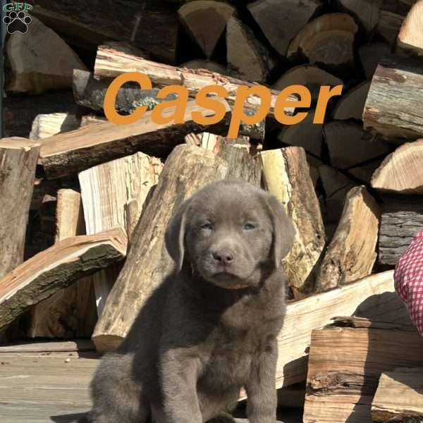 Casper, Silver Labrador Retriever Puppy